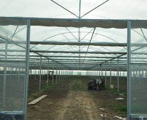 Vegetable greenhouse ...